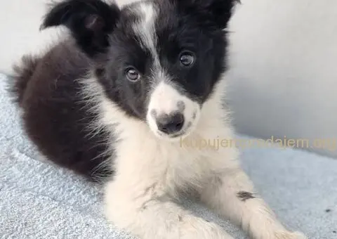 Border Collie Border Koli štenci - 4/10