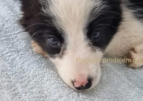 Border Collie Border Koli štenci - 5/10