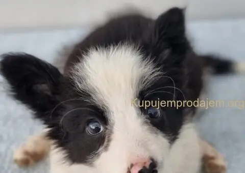 Border Collie Border Koli štenci - 6/10