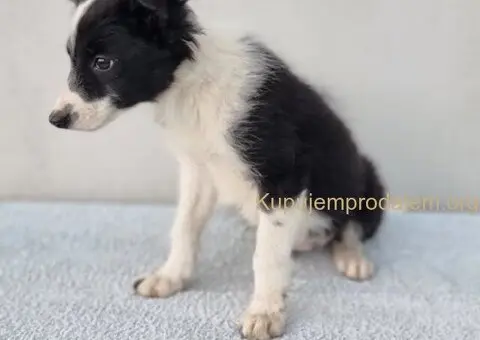 Border Collie Border Koli štenci - 8/10