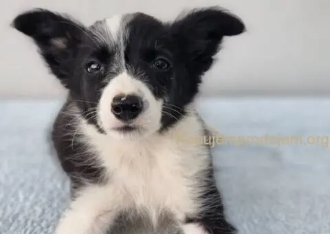 Border Collie Border Koli štenci - 9/10