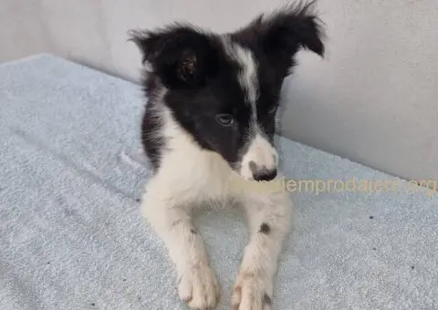 Border Collie Border Koli štenci - 10/10