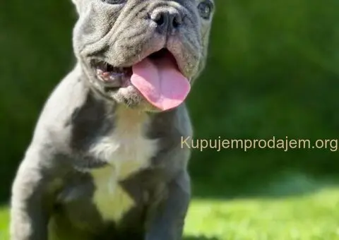 Francuski buldog plavi štenci - 1/11