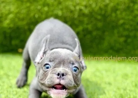 Francuski buldog plavi štenci - 3/11