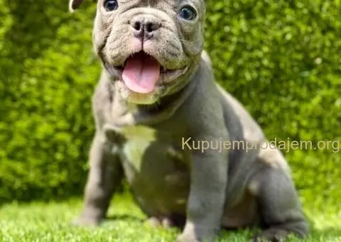 Francuski buldog plavi štenci - 4/11