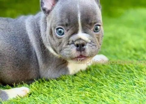 Francuski buldog plavi štenci - 8/11