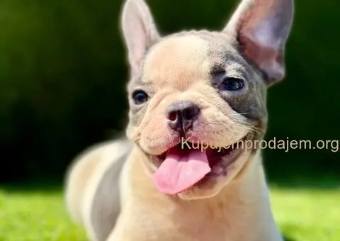 Francuski buldog plavi štenci - 9/11