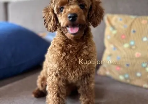 Toy Pudla štenci - 1/13