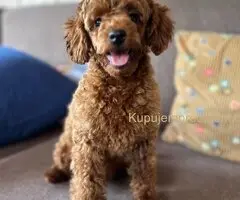 Toy Pudla štenci