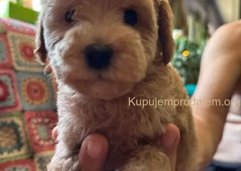 Toy Pudla štenci - 2/13