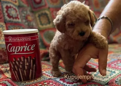 Toy Pudla štenci - 3/13