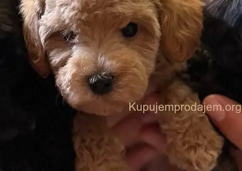 Toy Pudla štenci - 4/13