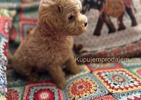 Toy Pudla štenci - 5/13