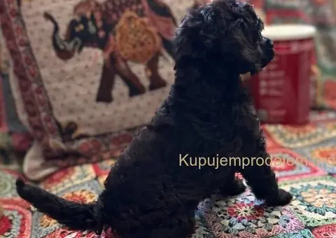 Toy Pudla štenci - 6/13