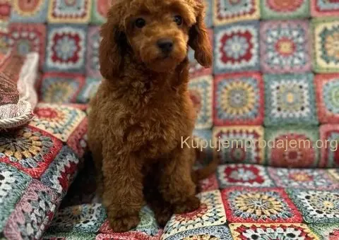 Toy Pudla štenci - 7/13