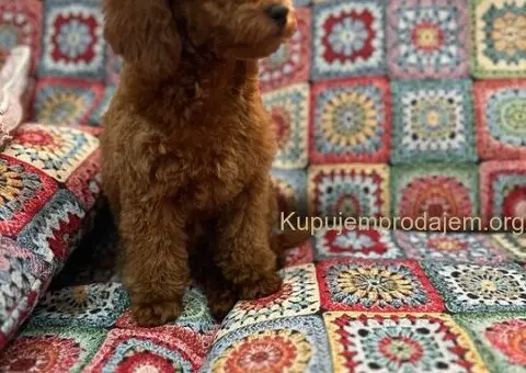 Toy Pudla štenci - 8/13