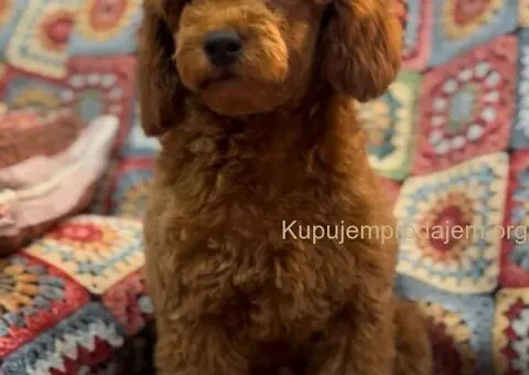 Toy Pudla štenci - 9/13