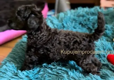 Toy Pudla štenci - 12/13