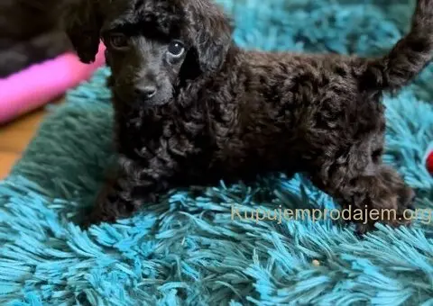 Toy Pudla štenci - 13/13