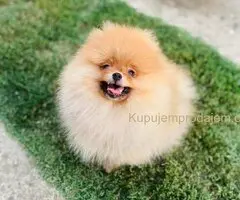 Pomeranac musko stene