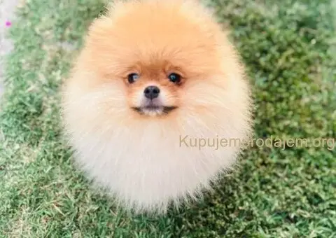 Pomeranac musko stene - 2/7