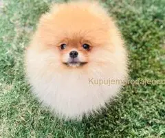 Pomeranac musko stene