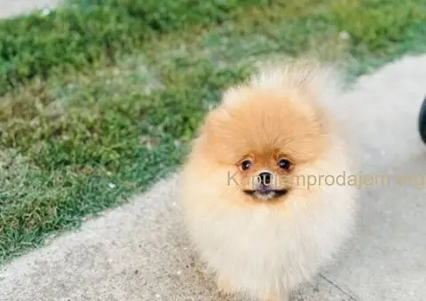 Pomeranac musko stene - 3/7