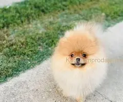 Pomeranac musko stene