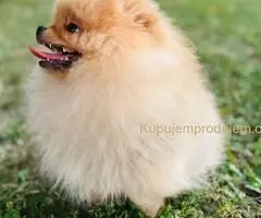 Pomeranac musko stene