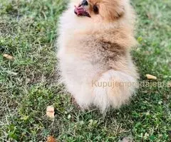 Pomeranac musko stene