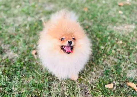 Pomeranac musko stene - 6/7