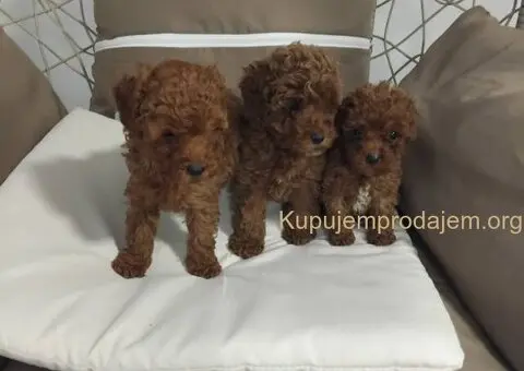 Na prodaju stenci patuljaste PUDLE - 2/9