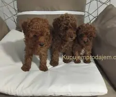 Na prodaju stenci patuljaste PUDLE