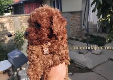 Na prodaju stenci patuljaste PUDLE - 4/9