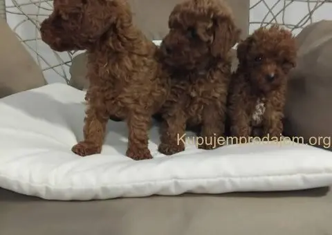 Na prodaju stenci patuljaste PUDLE - 5/9