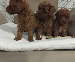 Na prodaju stenci patuljaste PUDLE