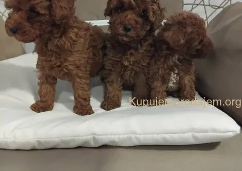 Na prodaju stenci patuljaste PUDLE - 6/9