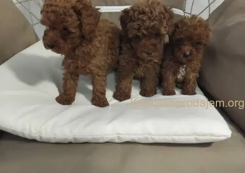 Na prodaju stenci patuljaste PUDLE - 7/9