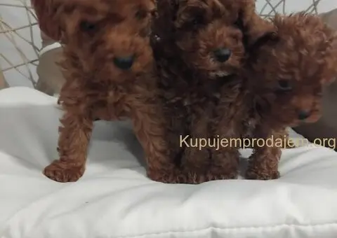 Na prodaju stenci patuljaste PUDLE - 8/9