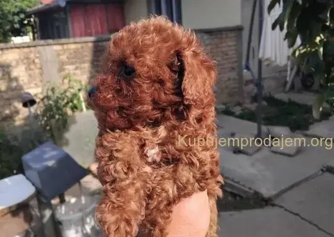 Na prodaju stenci patuljaste PUDLE - 9/9