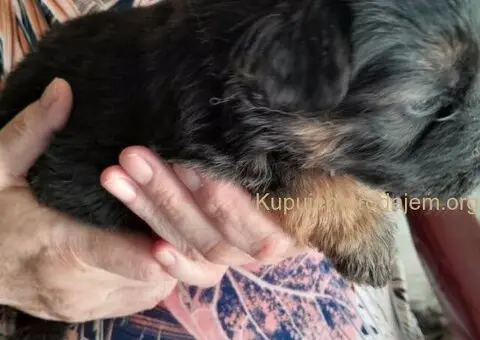 Rezervacija štenadi NEMAČKOG OVČARA - 1/3