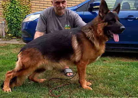 Rezervacija štenadi NEMAČKOG OVČARA - 2/3