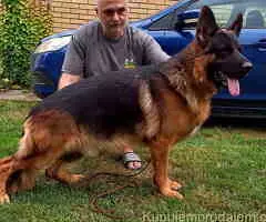 Rezervacija štenadi NEMAČKOG OVČARA