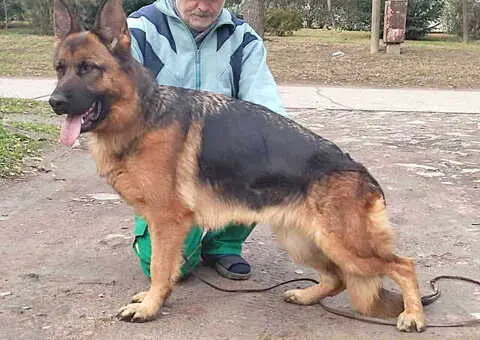 Rezervacija štenadi NEMAČKOG OVČARA - 3/3