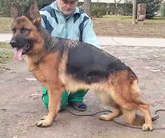 Rezervacija štenadi NEMAČKOG OVČARA