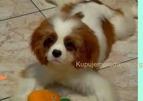 Dostupni štenci Cavalier King Charles spanijela