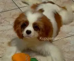 Dostupni štenci Cavalier King Charles spanijela