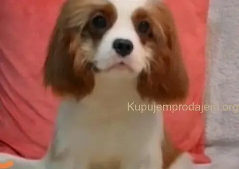 Dostupni štenci Cavalier King Charles spanijela - 2/2
