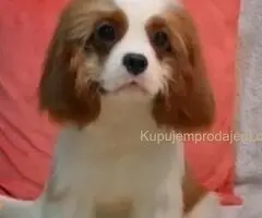 Dostupni štenci Cavalier King Charles spanijela
