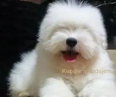 Coton de Tulear (Tulearski pas) štenci
